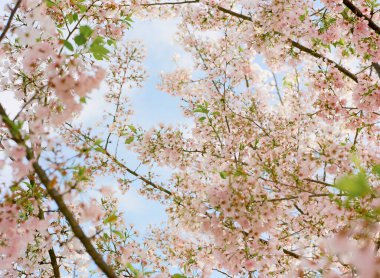 Çiçek açmış kiraz çiçekleri soyutlanmış mavi gökyüzü pembe beyaz yapraklar.
