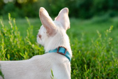 Beyaz renkli köpek yavrusu Chihuahua. Chihuahua köpek yetiştirme kültürü.
