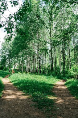 Ormanda yeşil ağaçlar