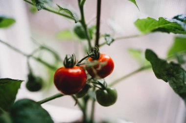 Serada taze domatesler yetişiyor.