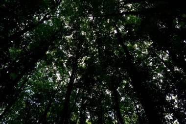 Ormanda güzel yeşil yapraklar