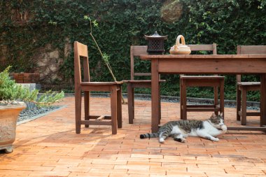 Tuğla zeminde donuk kedi, stok fotoğrafı.