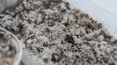 Psilosibin mantarlarının büyümesi, miselyum hastalığıyla ilgili sorunlar