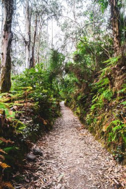 parkta orman ın içinden yol