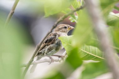 Bir ağacın dalındaki kuş.