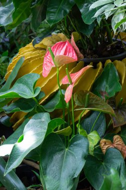 Güzel yeşil yapraklar tatil köyü bahçesinde, stok fotoğrafı