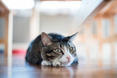 Kedi yerde oturuyor.