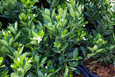 Saksıda satılık fabrika, stok fotoğrafı.