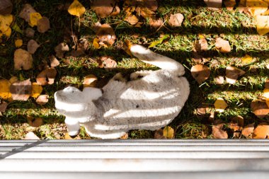 Sonbaharda çitin içinde kuzu