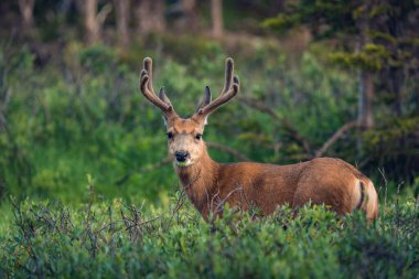 Ormandaki kırmızı geyik doğa arka planında