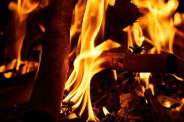 Ormandaki odun manzarasını kapat.