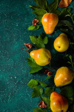 Yapraklardan organik armut toplayın. Parlak bir turkuaz arka planda yapraklı organik armut hasadı. Metin için yer.