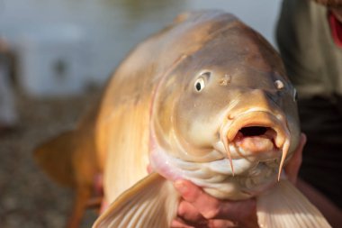 Balıkçılık maceraları, sazan avcılığı. Ayna sazan balığı (Cyprinus carpio). Büyük bir sazan balığı avlama ödülüyle balıkçı..
