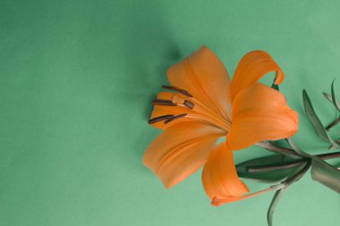 Zambak portakal çiçekleri yeşil arka plan