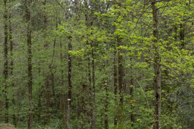 Ahila 'da sık bir ağaç ormanı