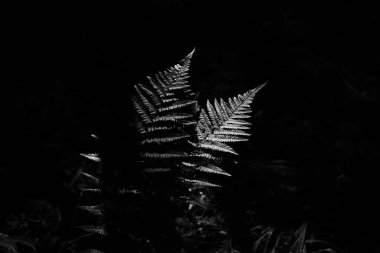 Güzel botanik fotoğrafı, doğal duvar kağıdı.