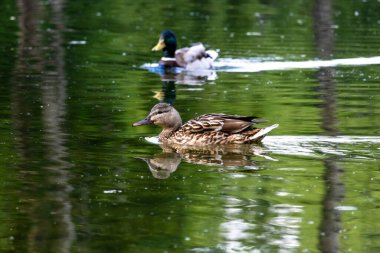 Mallard Anas platyrhynchos gölde ördek