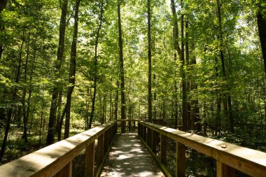 Ormanın güzel manzarası