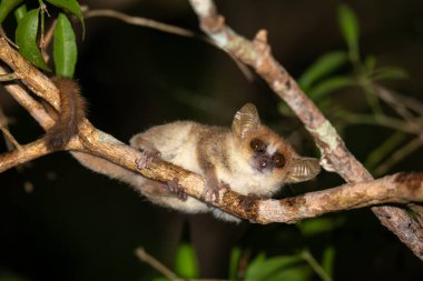 One small mouse lemur looks down from a branch at night clipart