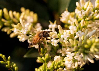 Çiçekten arı yiyor. Yakından.