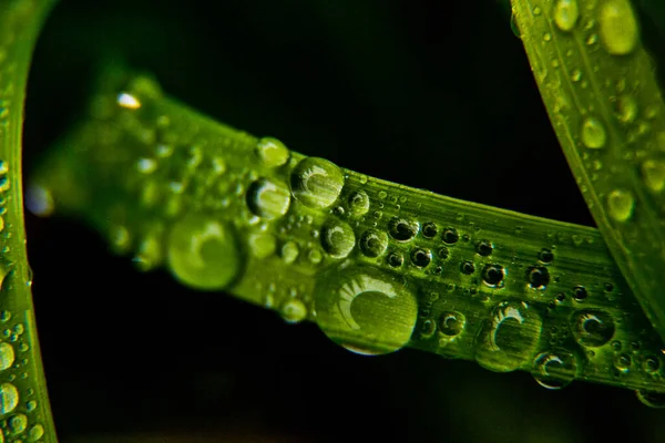 Gouttes Eau Sur Feuille Verte — Photo