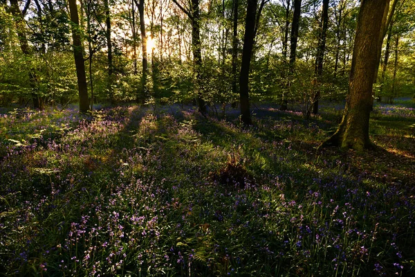 Belles Fleurs Printanières Dans Forêt — Photo
