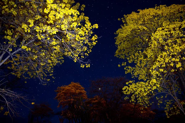 Hermoso Cielo Nocturno Con Árboles Hojas —  Fotos de Stock