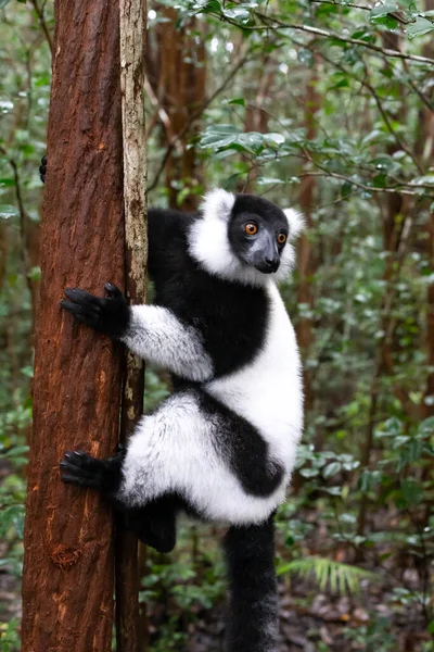 Lémur Blanco Negro Sienta Rama Árbol — Foto de Stock