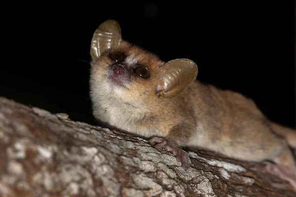 Mus Lemur Rör Sig Längs Grenarna Ett Träd — Stockfoto