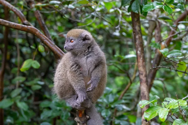 Los Divertidos Lémures Bambú Una Rama Árbol Observan Los Visitantes — Foto de Stock