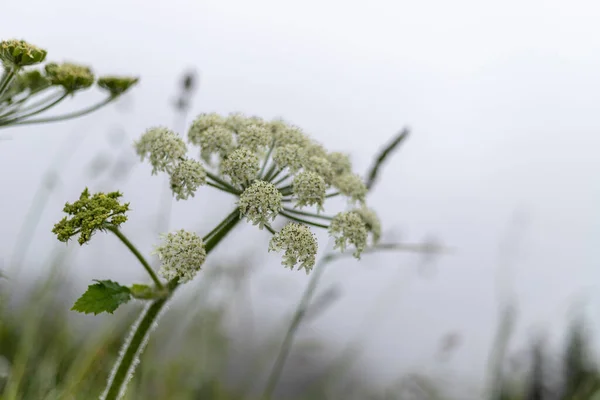 Schöne Botanische Aufnahme Natürliche Tapete — Stockfoto