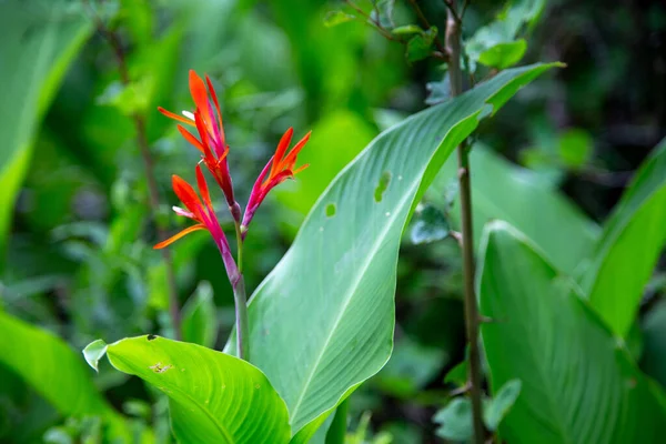 Yeşil Yaprakların Yaprakların Arasında Güzel Bir Kırmızı Çiçek — Stok fotoğraf