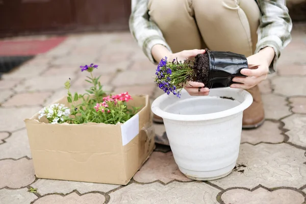 Mulher Jardineiro Plantando Flores Jardim — Fotografia de Stock