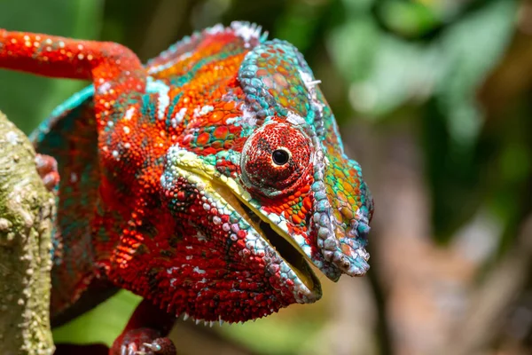 Camaleão Colorido Uma Filial Parque Nacional Ilha Madagascar — Fotografia de Stock