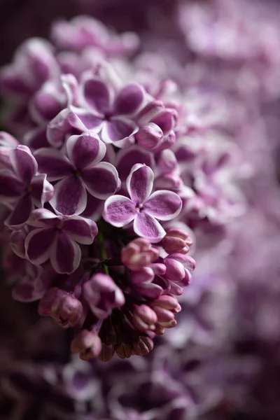 Lindas Flores Lilás Jardim — Fotografia de Stock
