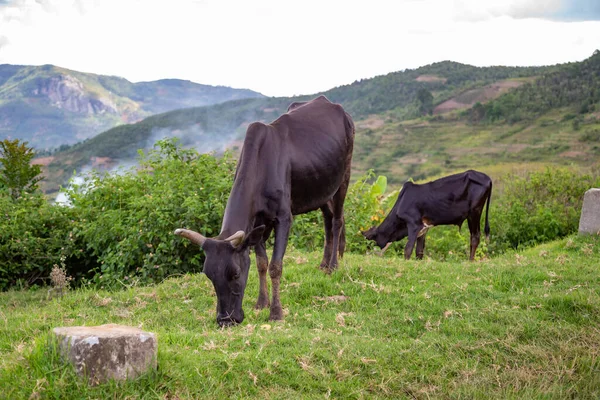 Ganado Zebú Pasto Isla Madagascar — Foto de Stock