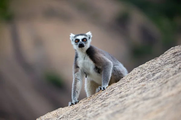 Rolig Ringsvans Lemurer Sin Naturliga Miljö — Stockfoto