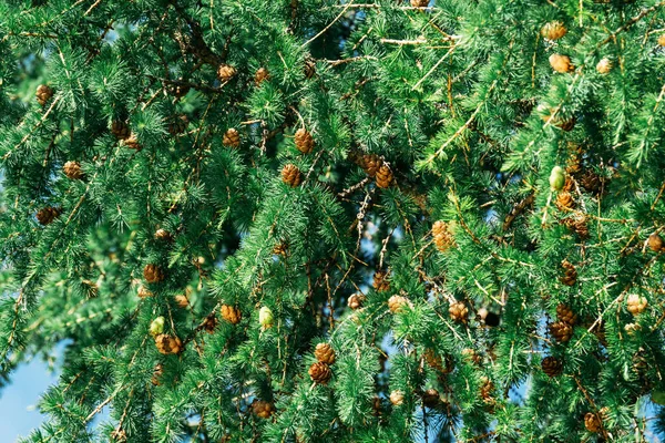Grönt Gran Träd Med Kottar Bakgrunden Skogen — Stockfoto