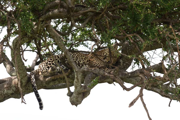 Leopard Har Slagit Sig Ner Bekvämt Mellan Grenarna Ett Träd — Stockfoto