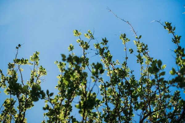 Zielone Liście Drzewie — Zdjęcie stockowe