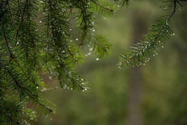 Drops Rain Spruce Tips Vancouver British Columbia Canada — Foto Stock