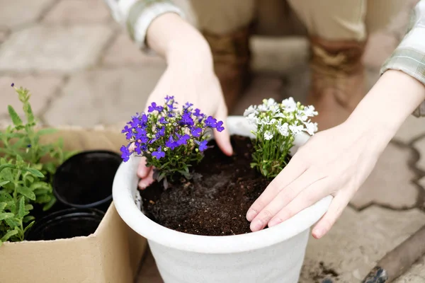 Woman Transplants Flowers Flowerpots — Stock Photo, Image