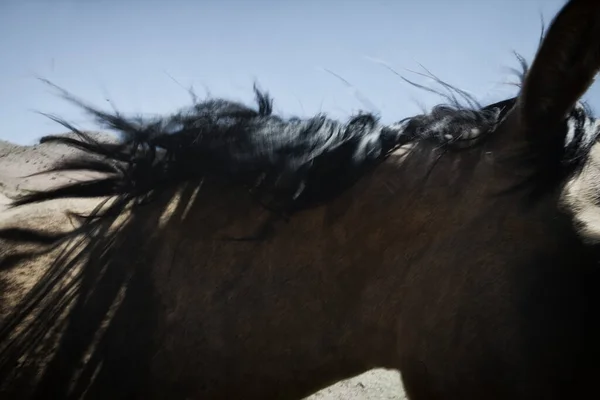 Bir Atın Siyah Beyaz Fotoğrafı — Stok fotoğraf