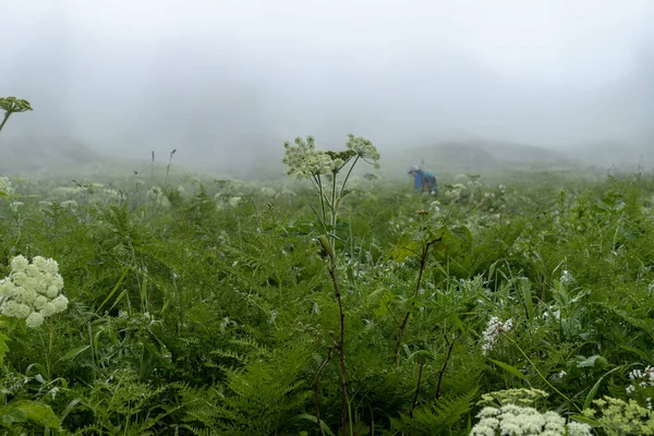 Hermosa Vista Del Bosque — Foto de Stock