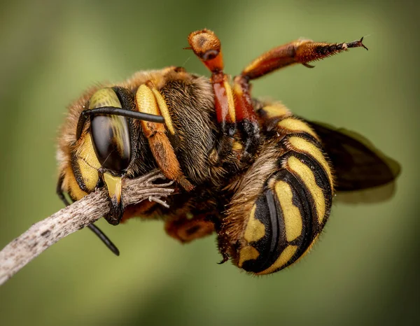 Anthidium Florentinum Manicatum Durmiendo Unido Una Rama Con Sus Poderosas —  Fotos de Stock