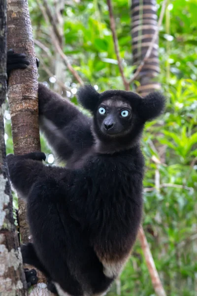 Lémur Indri Árbol Observa Los Visitantes Del Parque — Foto de Stock