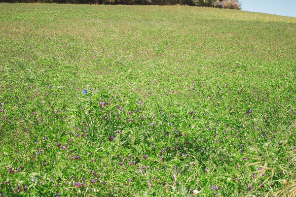 Frühling Auf Einer Wiese Mit Weißem Gras Auf Dem Feld — Stockfoto