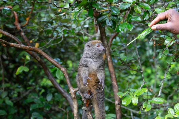 Liten Lemur Gren Äter Ett Grässtrå — Stockfoto