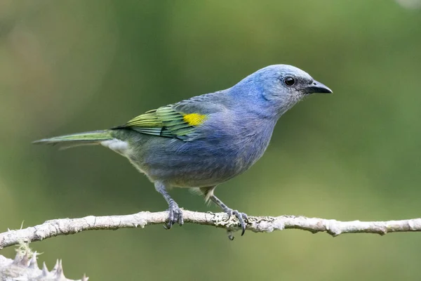 Vackra Blå Färgglada Fågel Atlantic Rainforest Vegetation Serrinha Alambari Ekologiska — Stockfoto