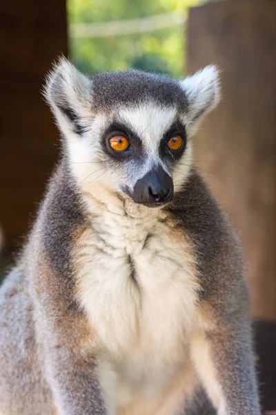 Gyűrűfarkú Maki Lemur Catta Egy Nyári Napon — Stock Fotó